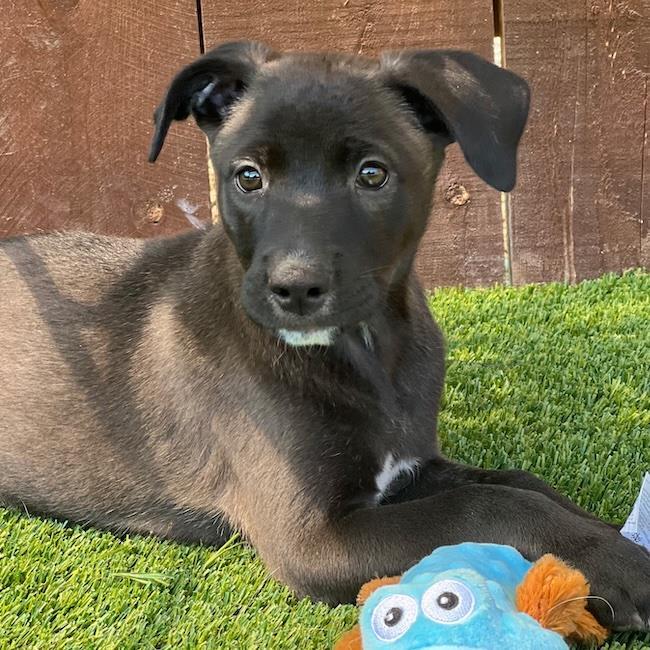 Juice Box Pup - Juicy Juice, Adoptable, Puppy Female Labrador Retriever & Shepherd.
