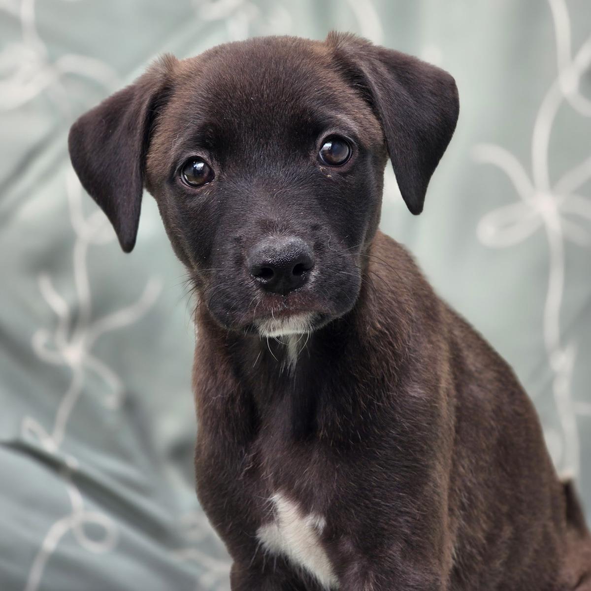 Enlarge Juice Box Pup - Juicy Juice, a Adoptable mixed breed in San Diego, CA image 2/3
