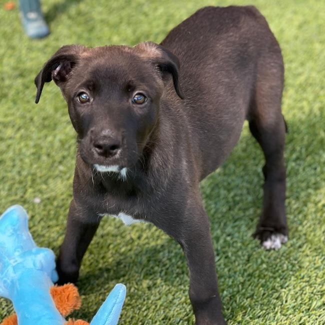 Enlarge Juice Box Pup - Juicy Juice, a Adoptable mixed breed in San Diego, CA image 3/3