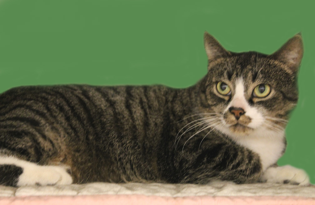 Peace Johnson - PEACE THRIVES IN PEACEFUL HOME WITH PATIENT CAT PEOPLE, Adoptable, Adult Female Domestic Short Hair & Tabby.