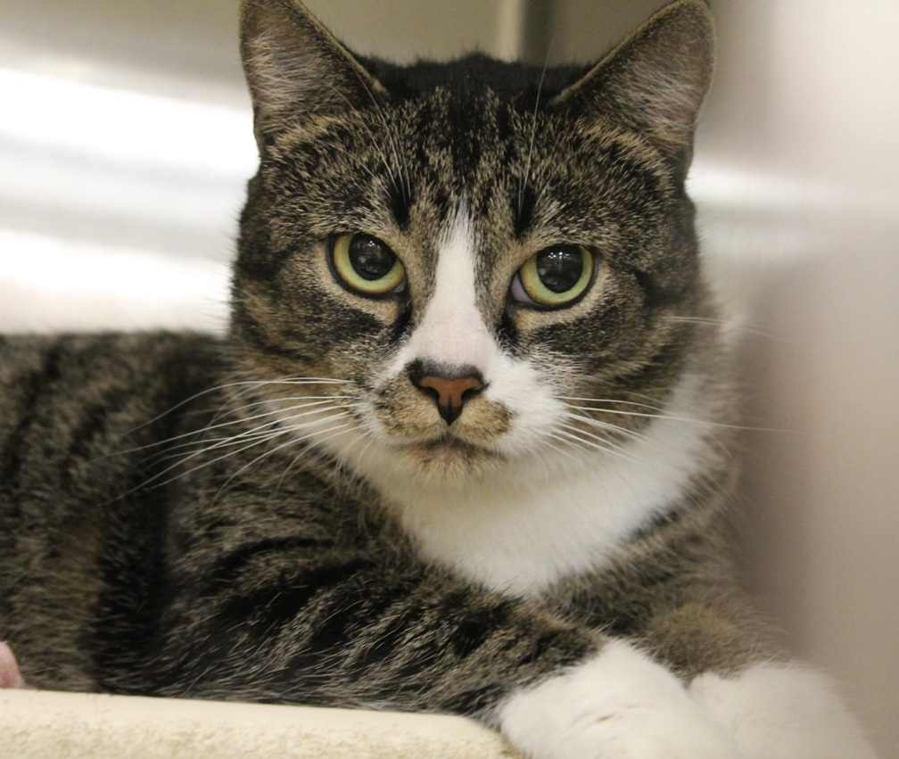 Enlarge Peace Johnson - PEACE THRIVES IN PEACEFUL HOME WITH PATIENT CAT PEOPLE, a Adoptable mixed breed in Stowe, PA image 2/8