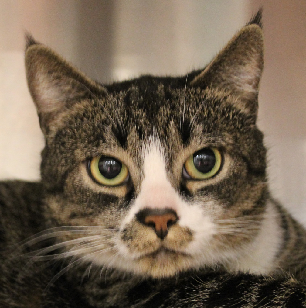 Enlarge Peace Johnson - PEACE THRIVES IN PEACEFUL HOME WITH PATIENT CAT PEOPLE, a Adoptable mixed breed in Stowe, PA image 3/8