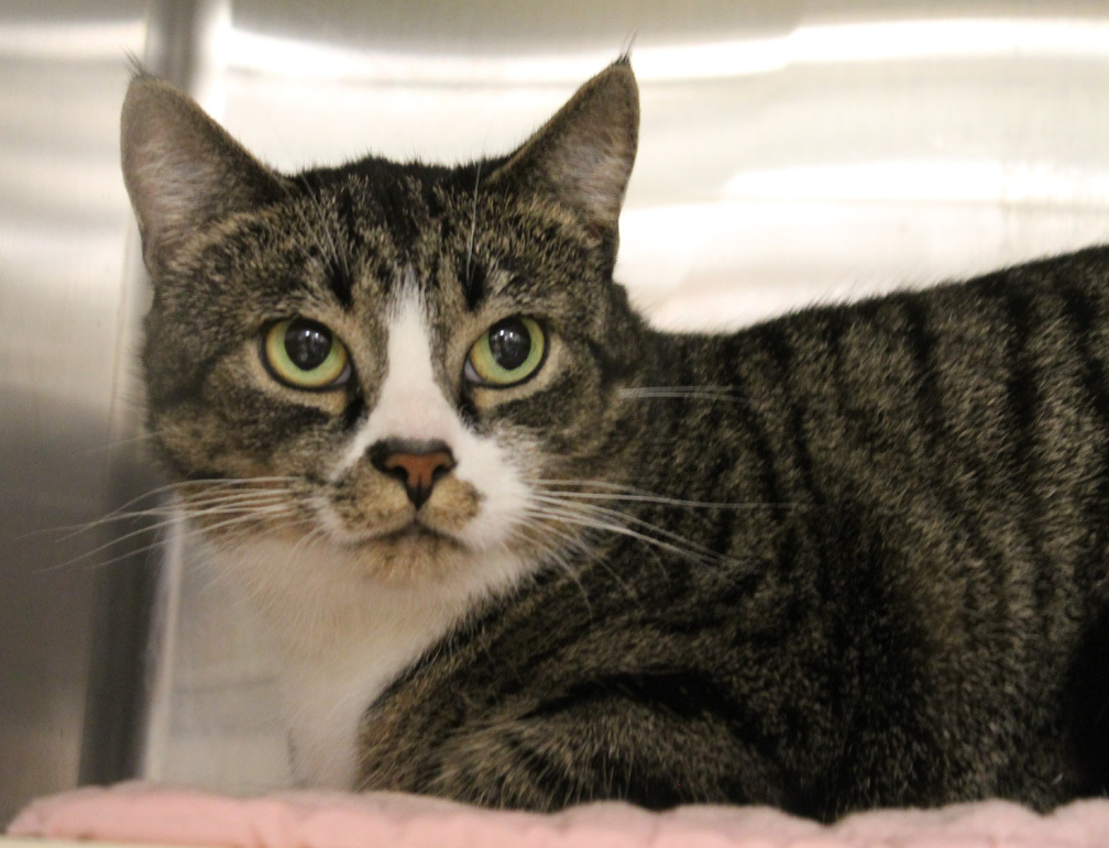 Enlarge Peace Johnson - PEACE THRIVES IN PEACEFUL HOME WITH PATIENT CAT PEOPLE, a Adoptable mixed breed in Stowe, PA image 4/8