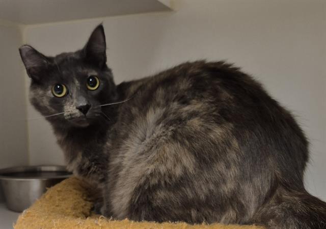 ANGELICA, Adoptable, Young Female Domestic Medium Hair.