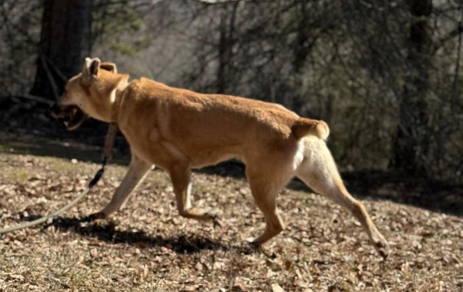Skye, a Adoptable mixed breed in Attalla, AL image 1/3
