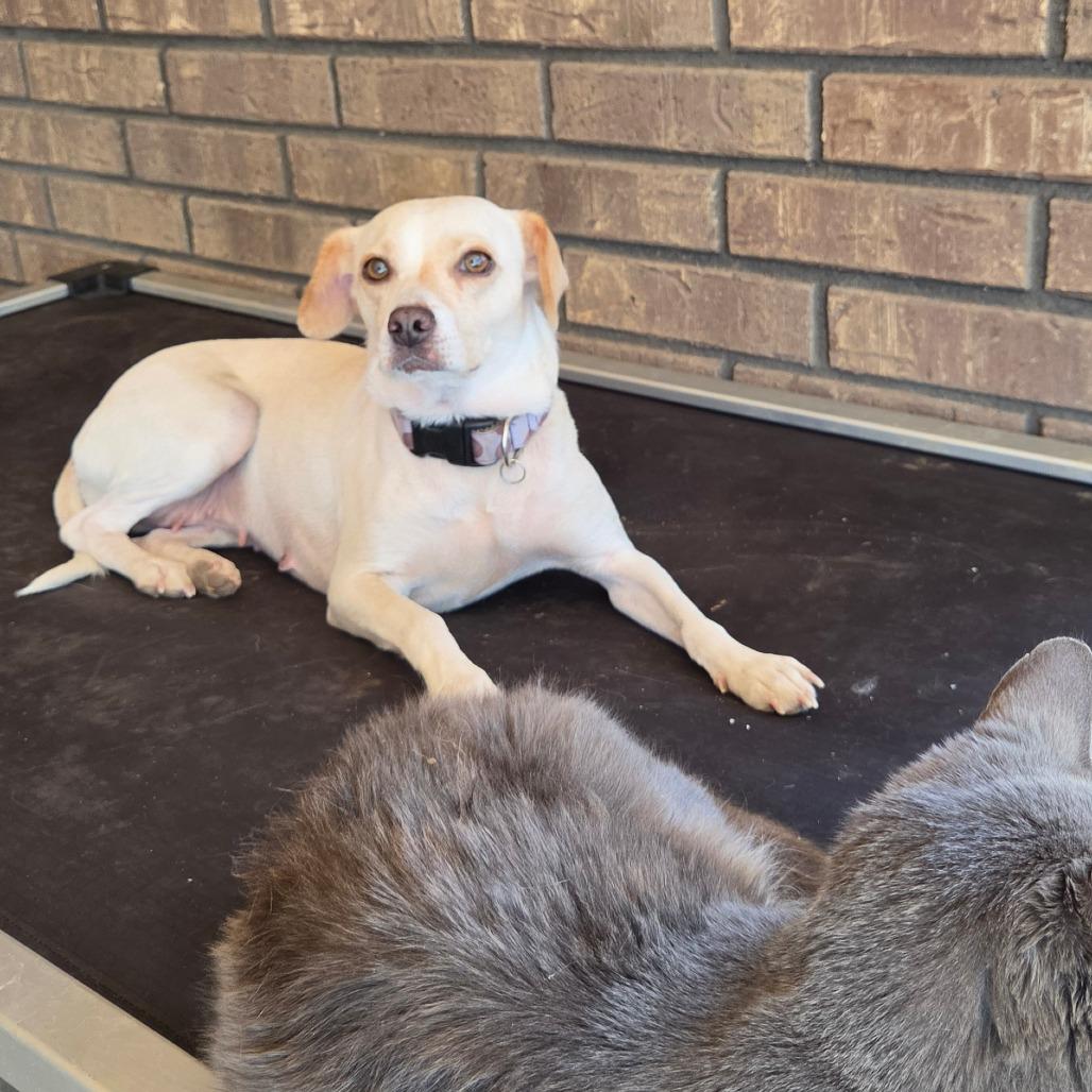 Peaches, Adoptable, Adult Female Chihuahua & Beagle.