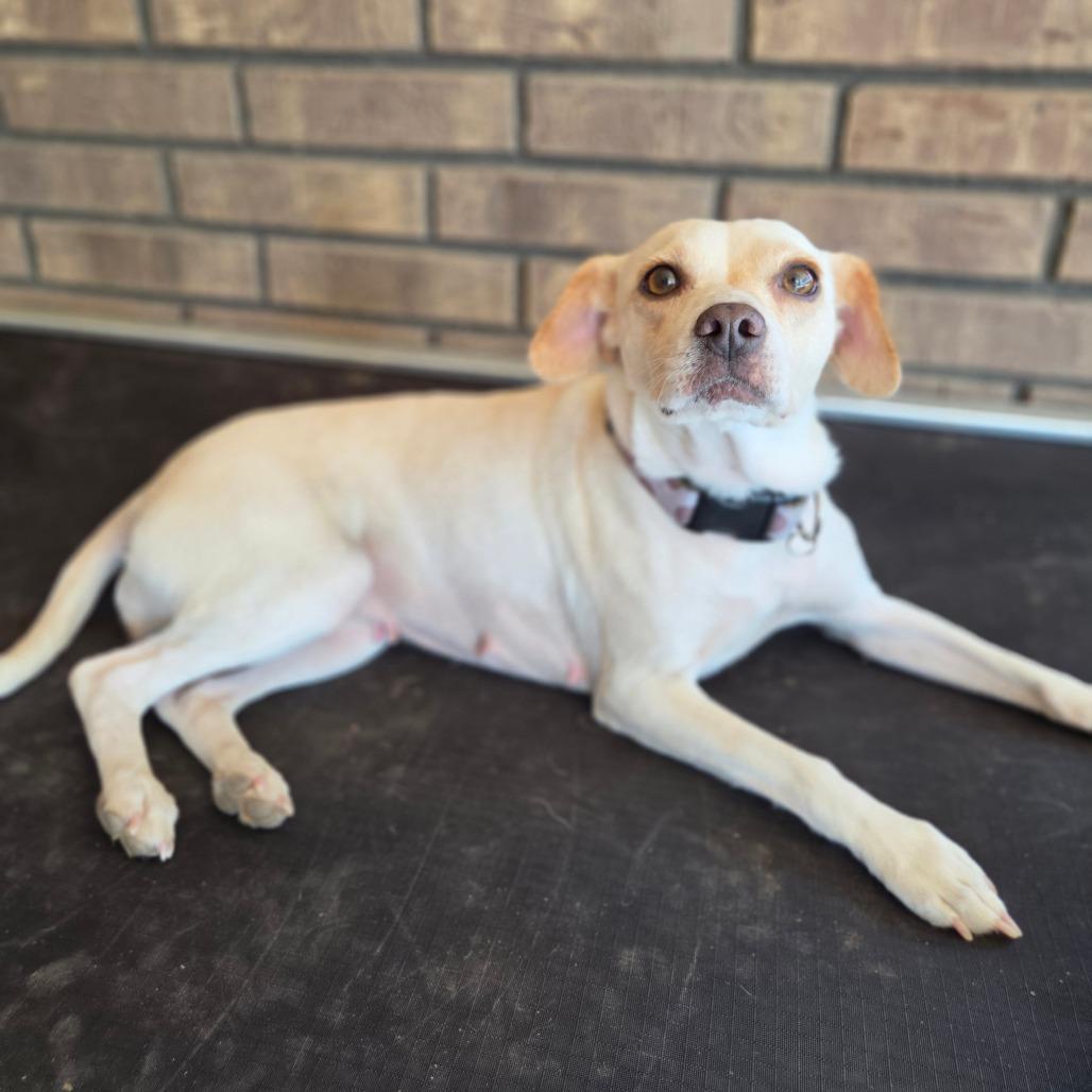 Enlarge Peaches, a Adoptable mixed breed in Pacifica, CA image 2/2
