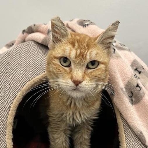 Tangerine, a Adoptable Domestic Short Hair in Long Beach, CA image 1/5