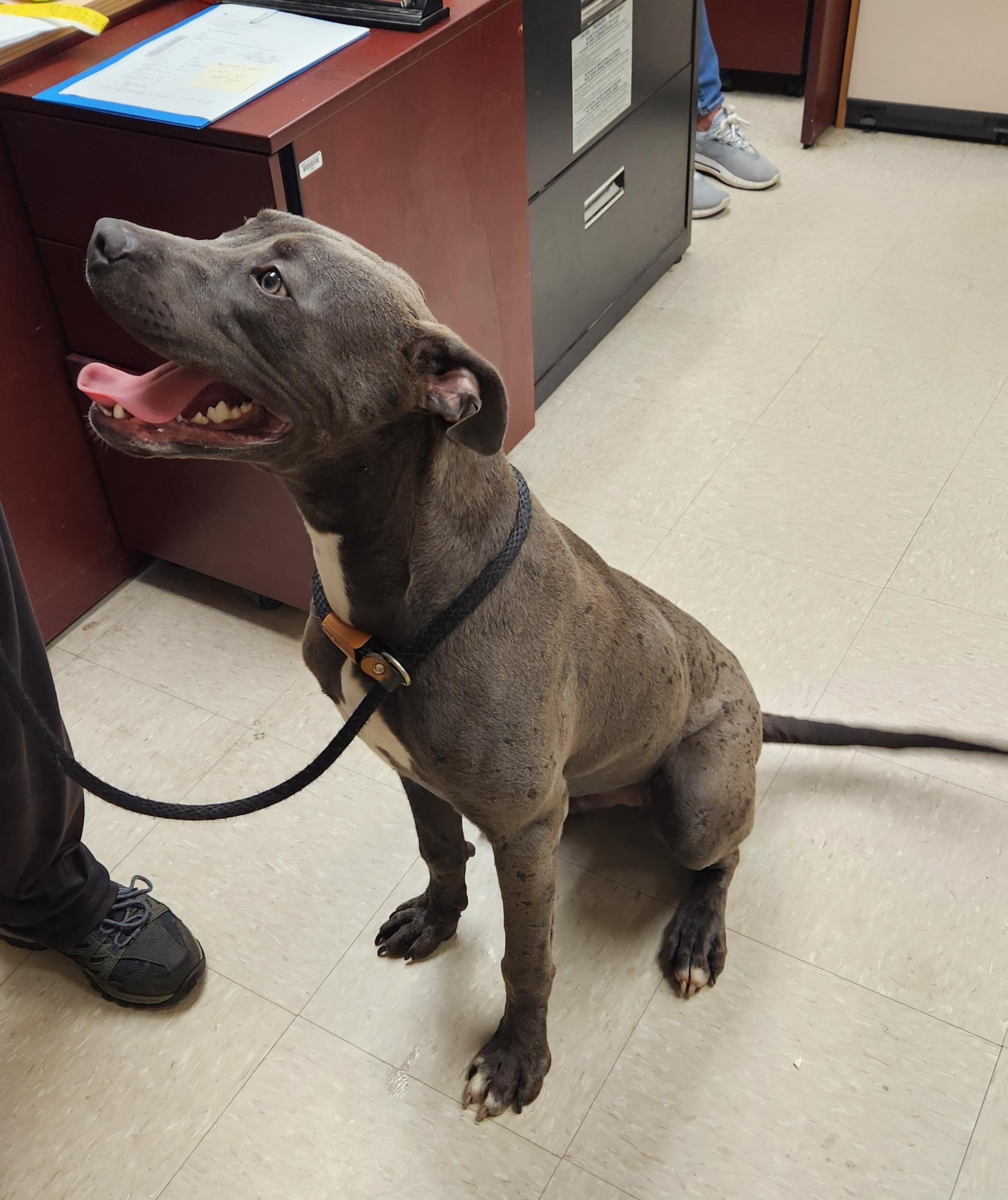 Loki, a ADOPTABLE Pit Bull Terrier in Clayton, NJ image 2/3