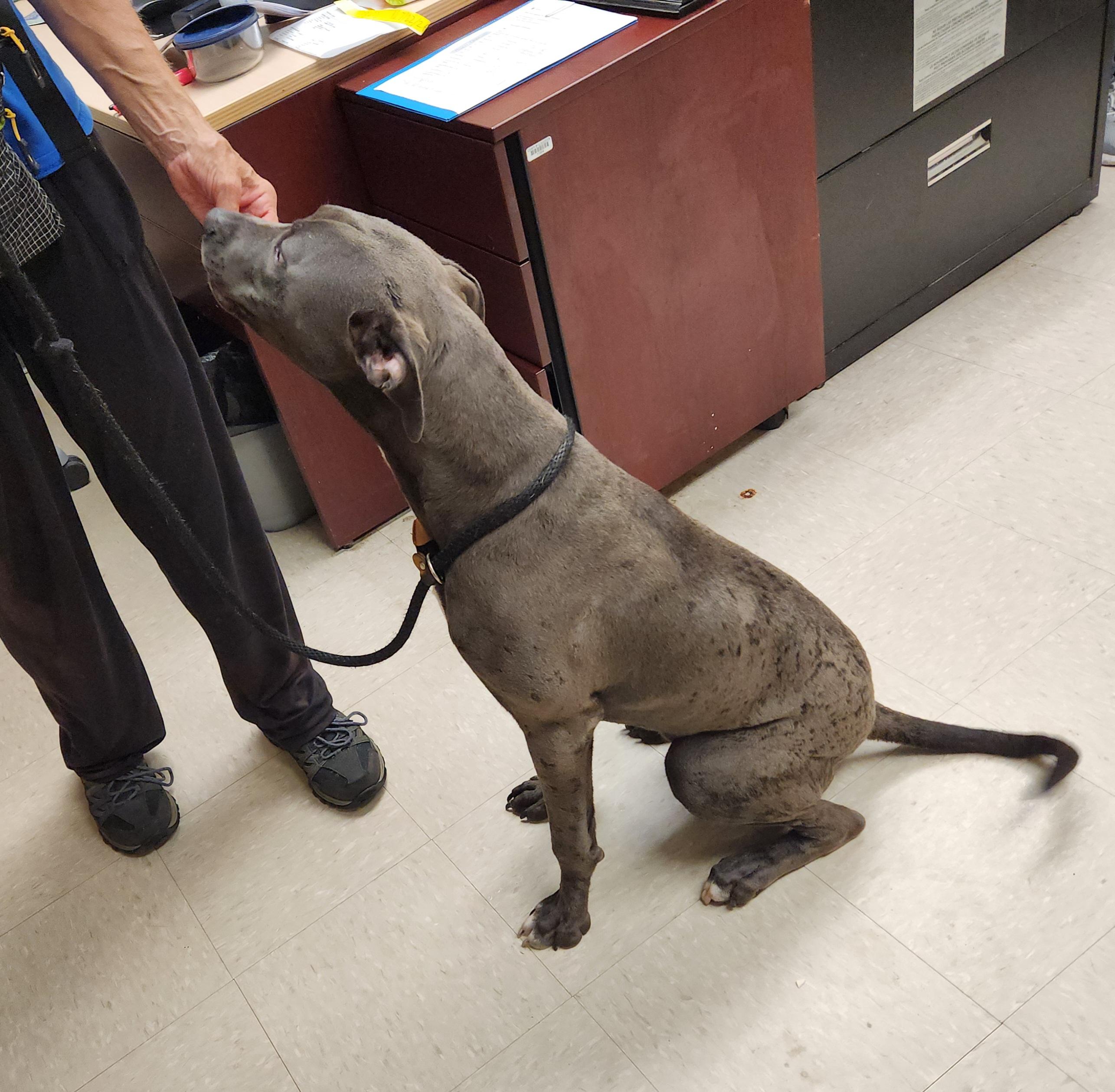Loki, a ADOPTABLE Pit Bull Terrier in Clayton, NJ image 3/3