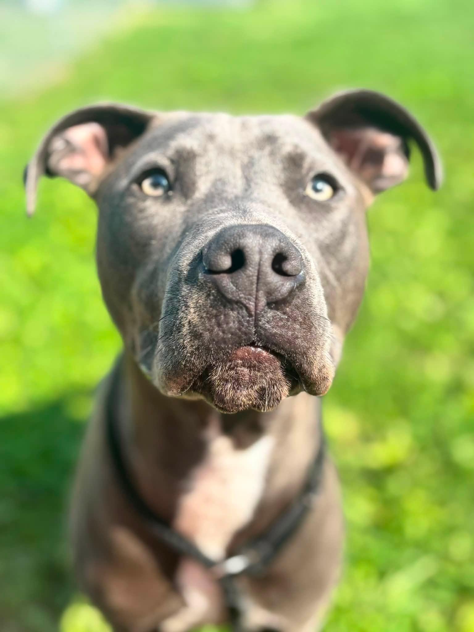 Enlarge Loki, a Adoptable Pit Bull Terrier in Clayton, NJ image 3/3