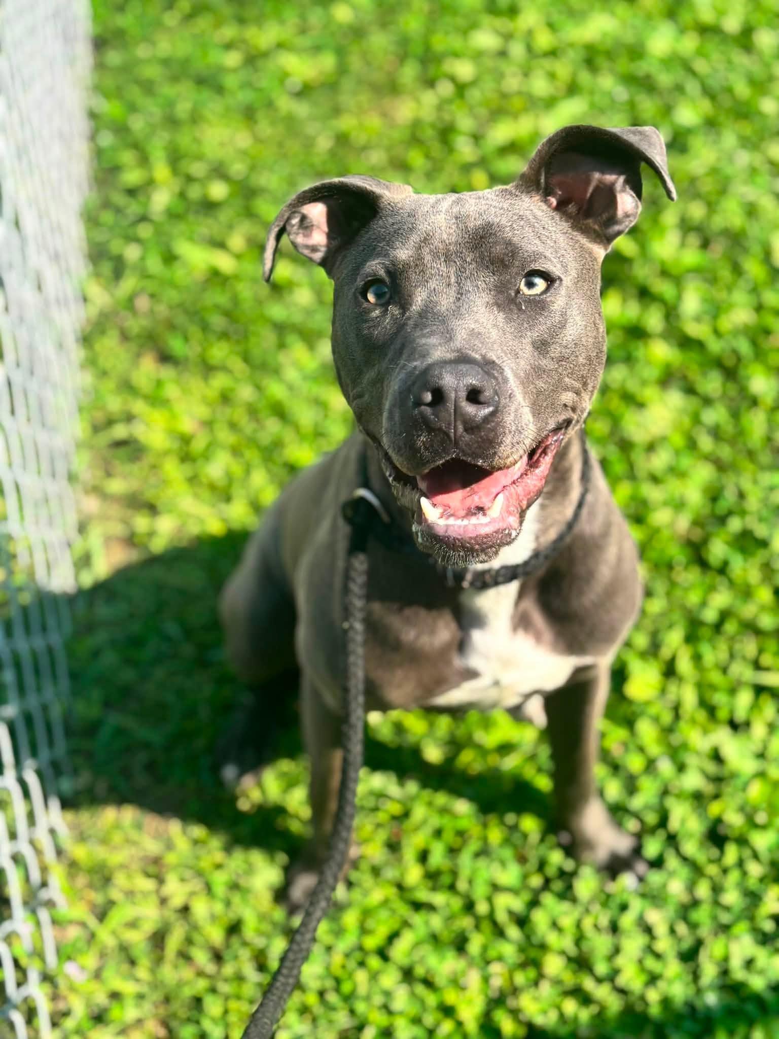 Enlarge Loki, a Adoptable Pit Bull Terrier in Clayton, NJ image 2/3