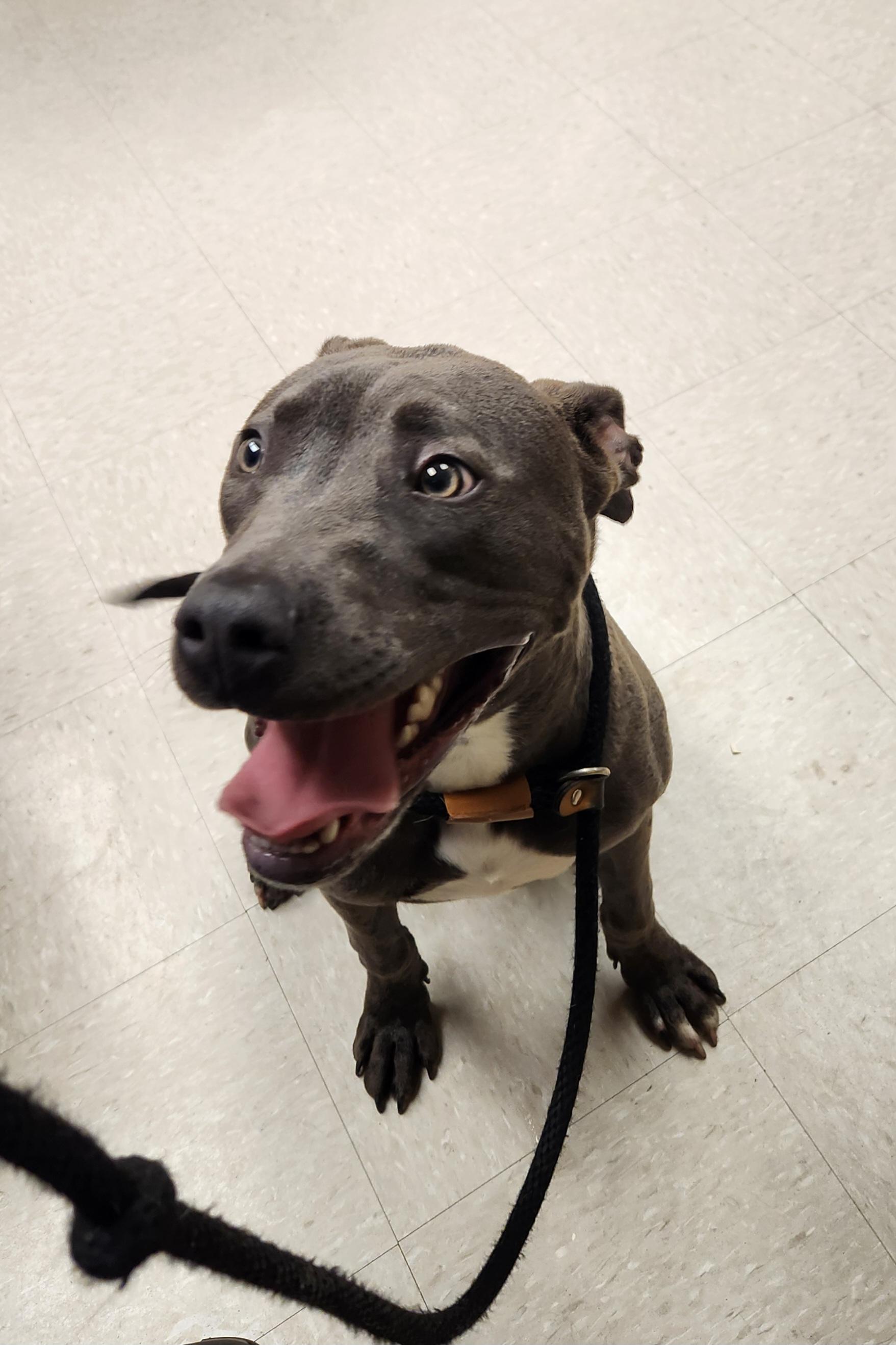 Loki, ADOPTABLE, Puppy Male Pit Bull Terrier.