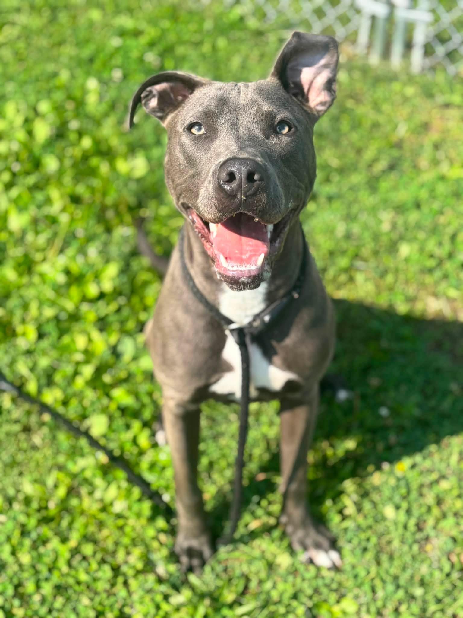 Loki, Adoptable, Puppy Male Pit Bull Terrier.