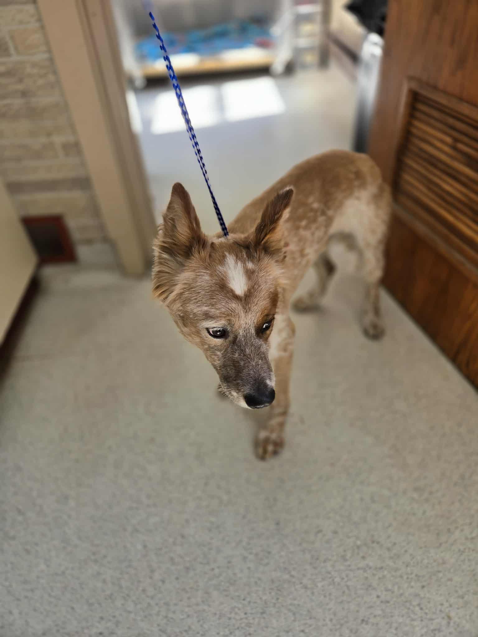 Enlarge Whiskey, an adopted mixed breed in Freeport, IL image 2/3