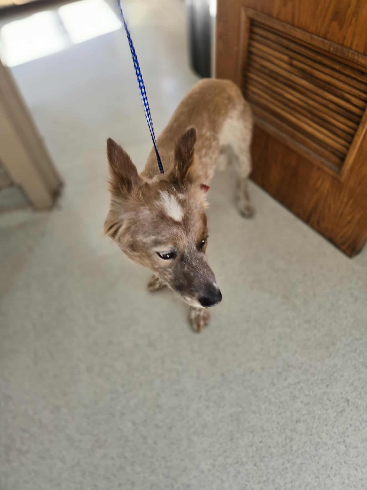 Enlarge Whiskey, an adopted mixed breed in Freeport, IL image 3/3