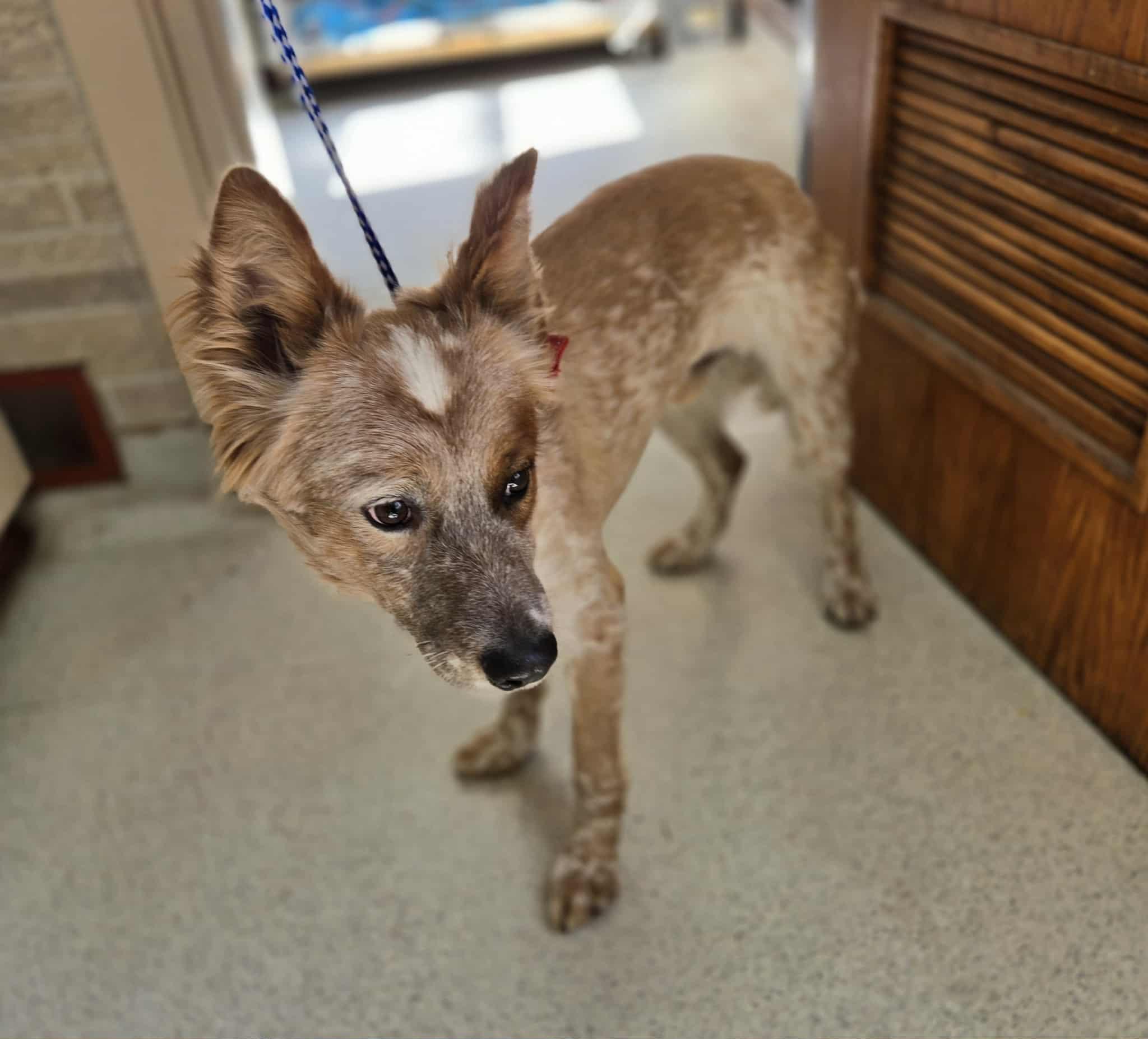 Whiskey, adopted, Adult Male Australian Cattle Dog / Blue Heeler & Australian Shepherd.