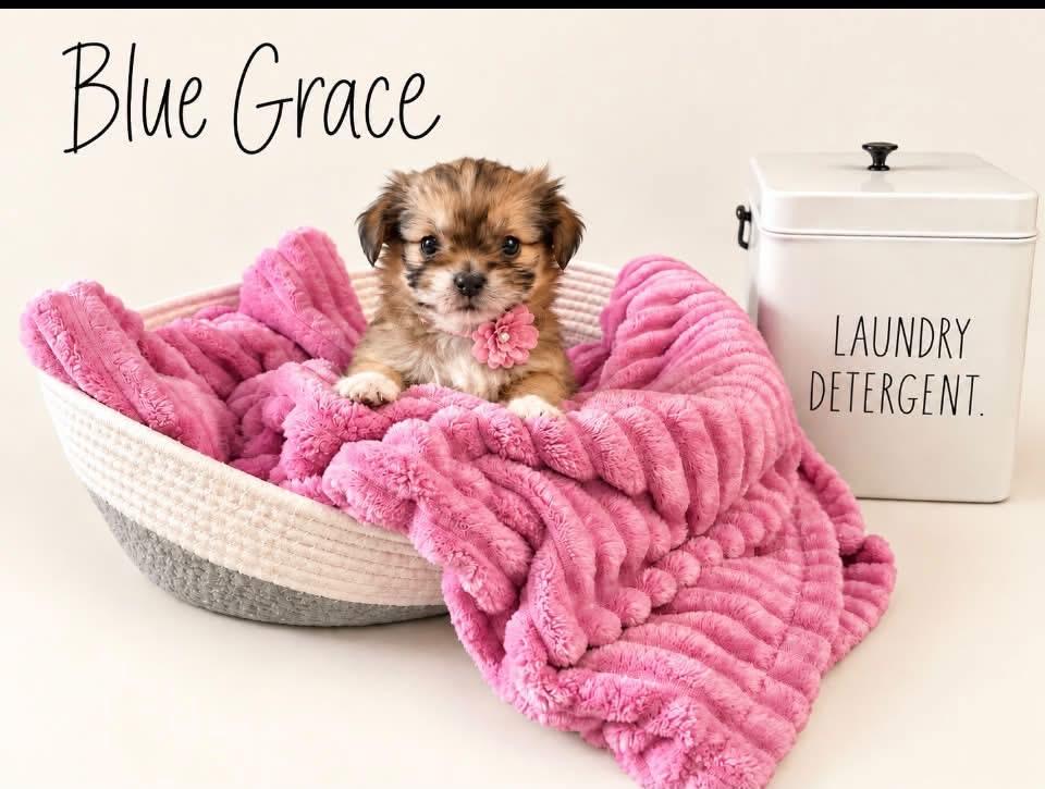Blue Grace, Adoptable, Puppy Female Shih Tzu.