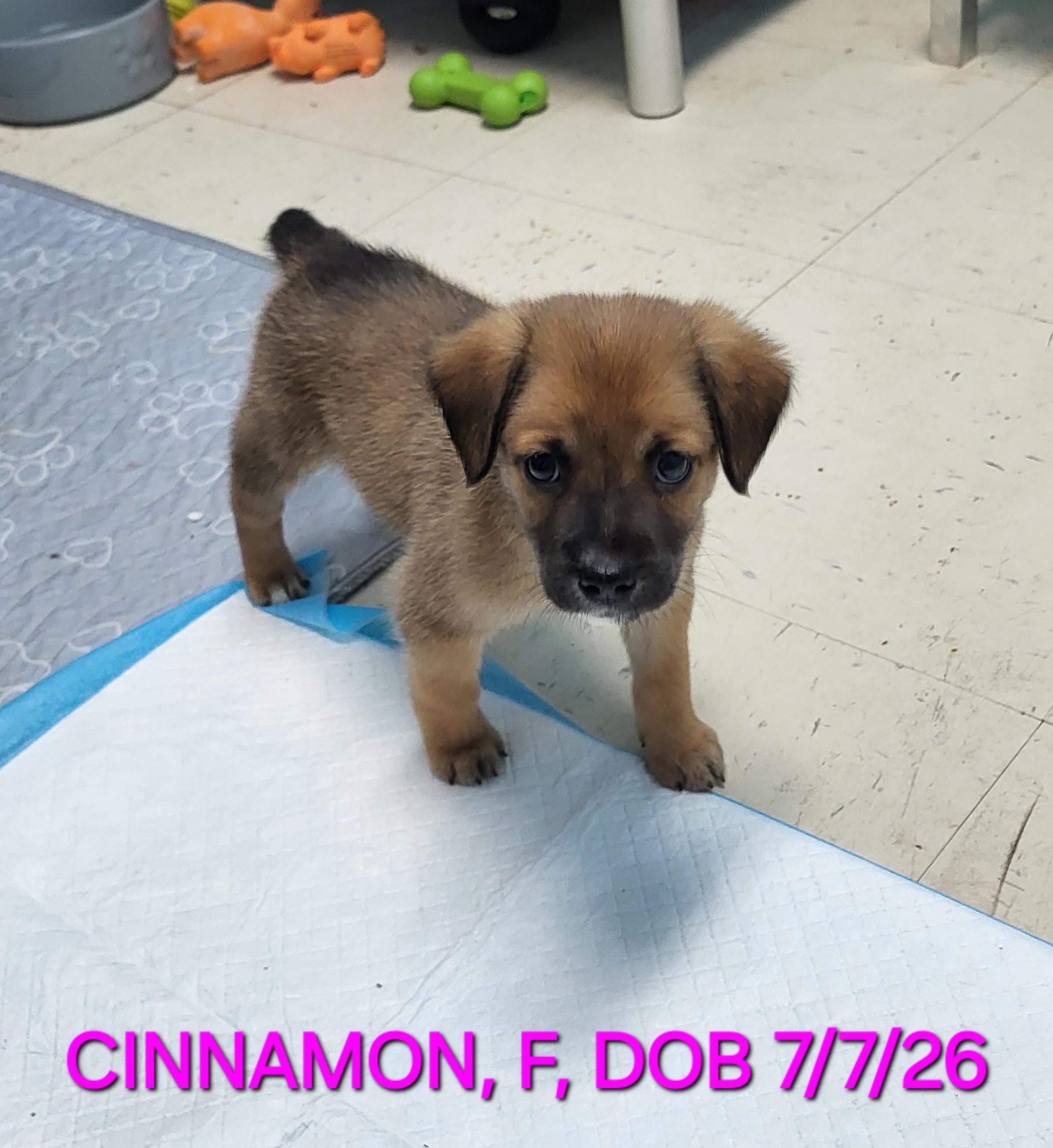 Enlarge Cinnamon, a Adoptable mixed breed in Sarasota, FL image 5/6