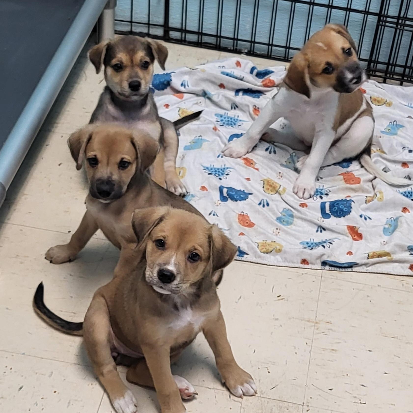 Enlarge Cinnamon, a Adoptable mixed breed in Sarasota, FL image 2/6