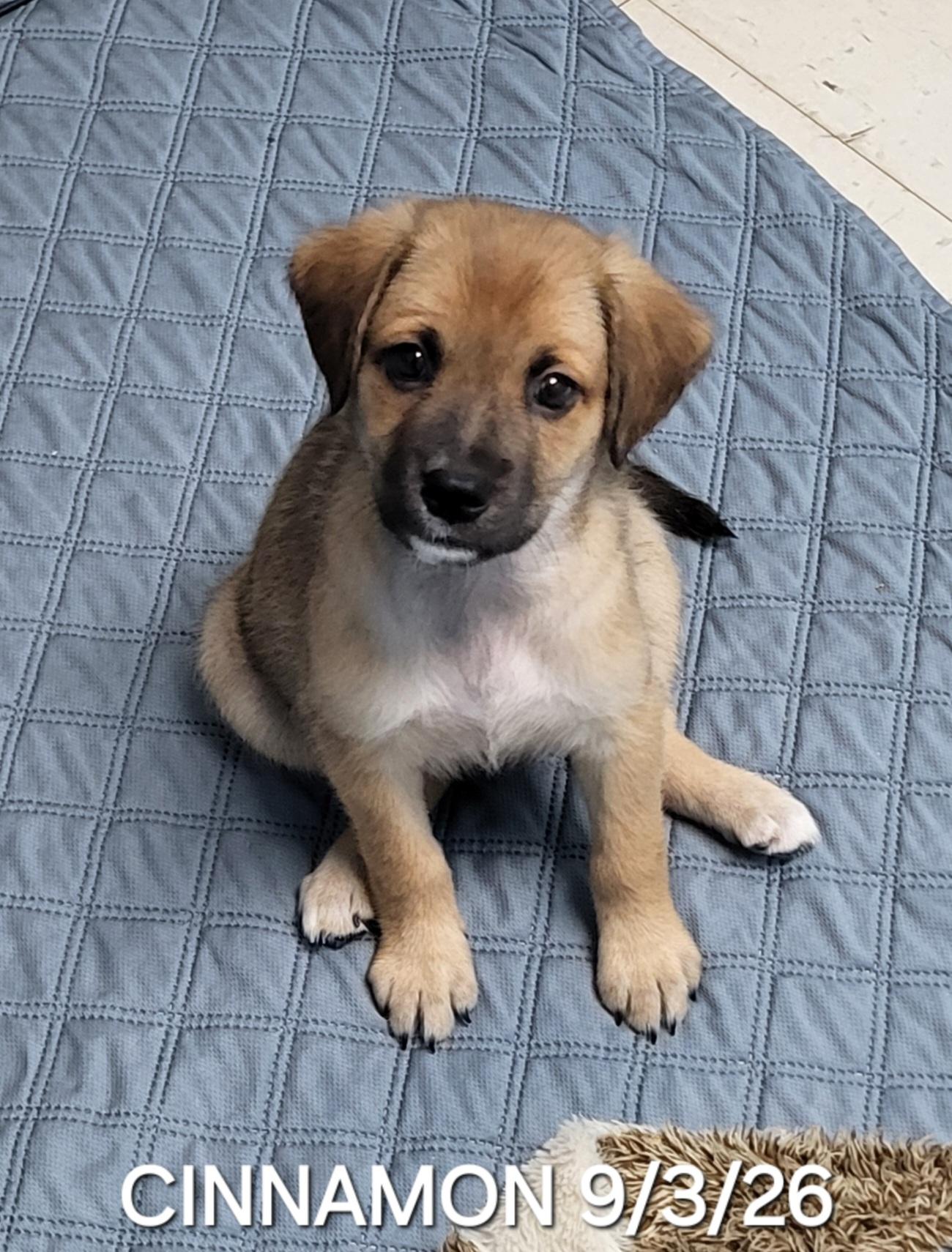 Cinnamon, Adoptable, Puppy Female Beagle & Labrador Retriever.