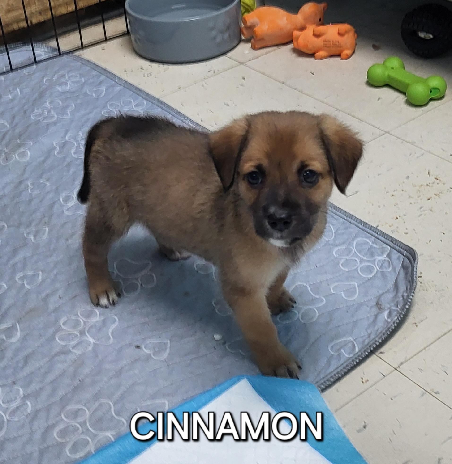 Enlarge Cinnamon, a Adoptable mixed breed in Sarasota, FL image 6/6