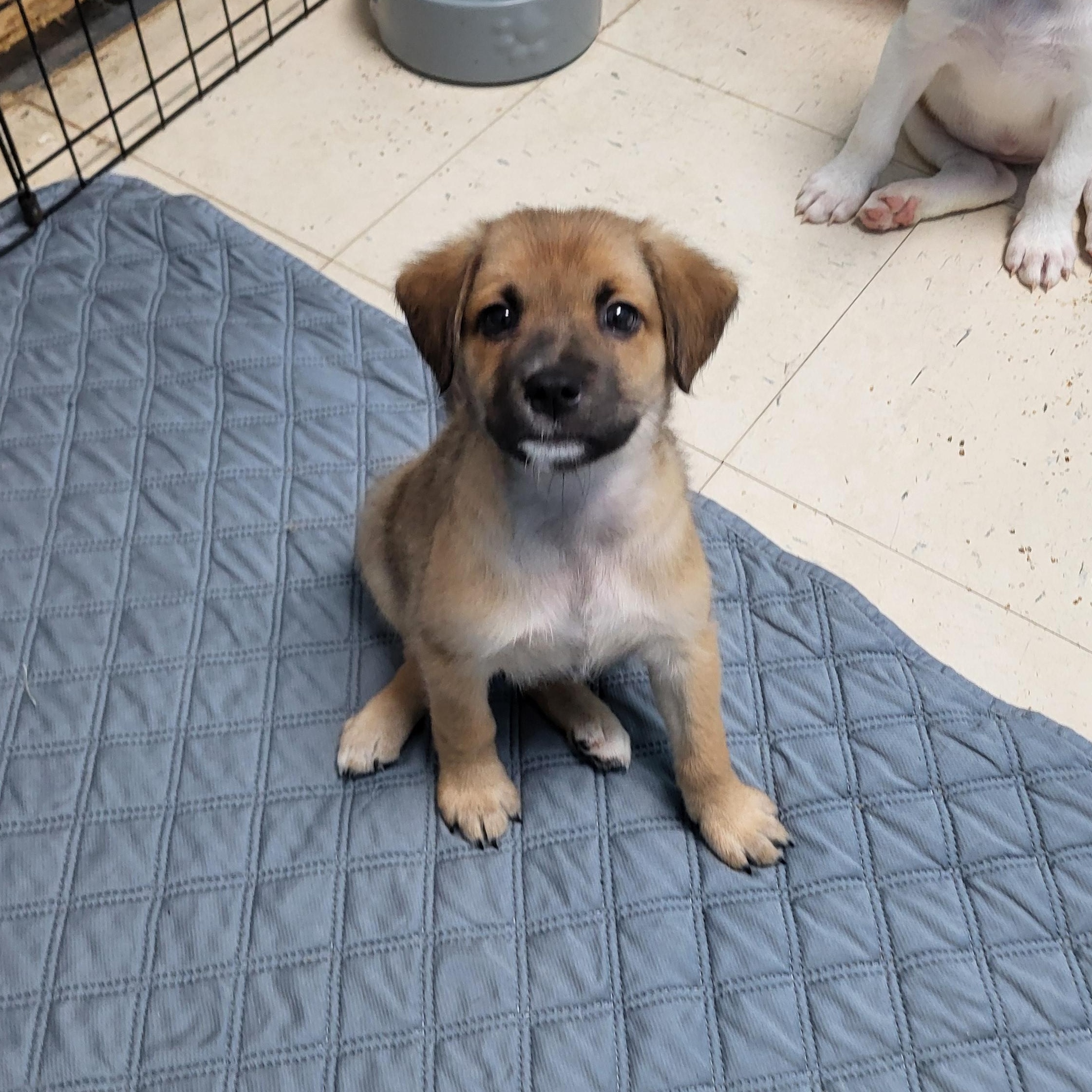 Enlarge Cinnamon, a Adoptable mixed breed in Sarasota, FL image 3/6