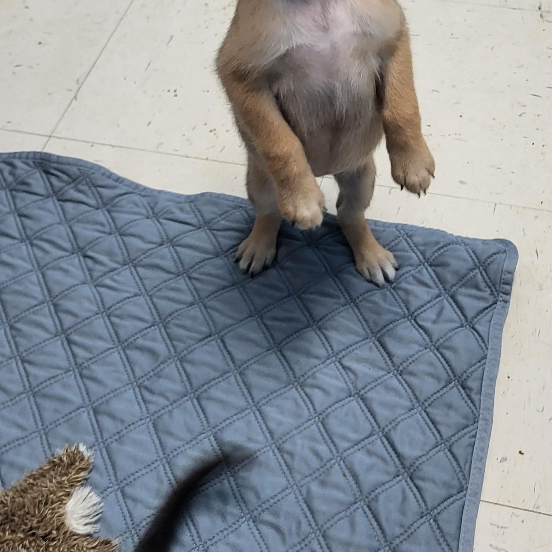 Enlarge Cinnamon, a Adoptable mixed breed in Sarasota, FL image 4/6