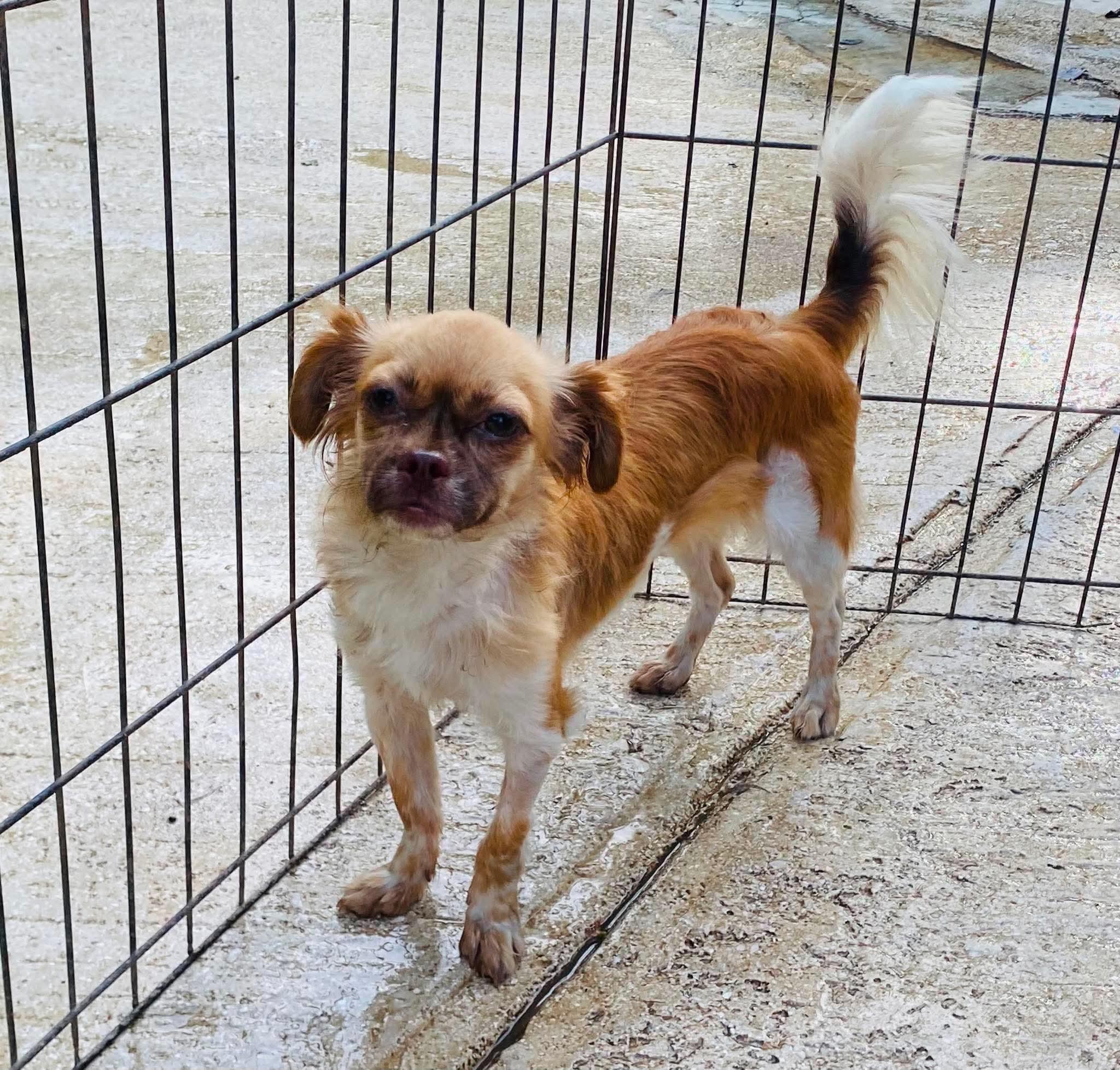 ROSE, adopted, Young Female Chihuahua & Cocker Spaniel.