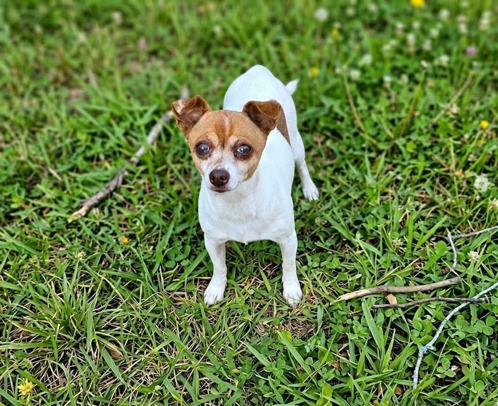 Pumpkin, a Adoptable mixed breed in Bonifay, FL image 2/3