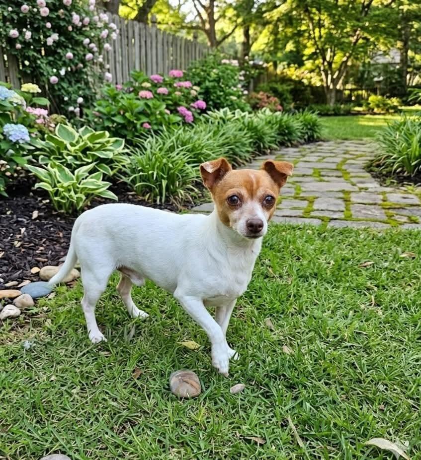 Pumpkin, a Adoptable mixed breed in Bonifay, FL image 3/3