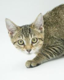 Basil just wants love n' cuddles all day!  OLD ENOUGH TO GO SOLO