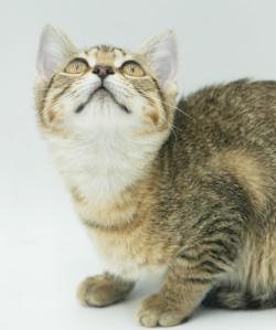 Basil just wants love n' cuddles all day!  OLD ENOUGH TO GO SOLO