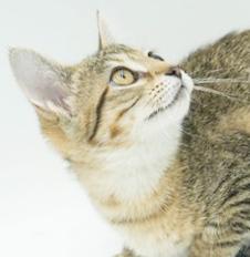 Basil just wants love n' cuddles all day!  OLD ENOUGH TO GO SOLO