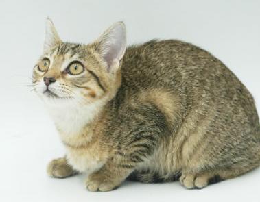 Basil just wants love n' cuddles all day!  OLD ENOUGH TO GO SOLO