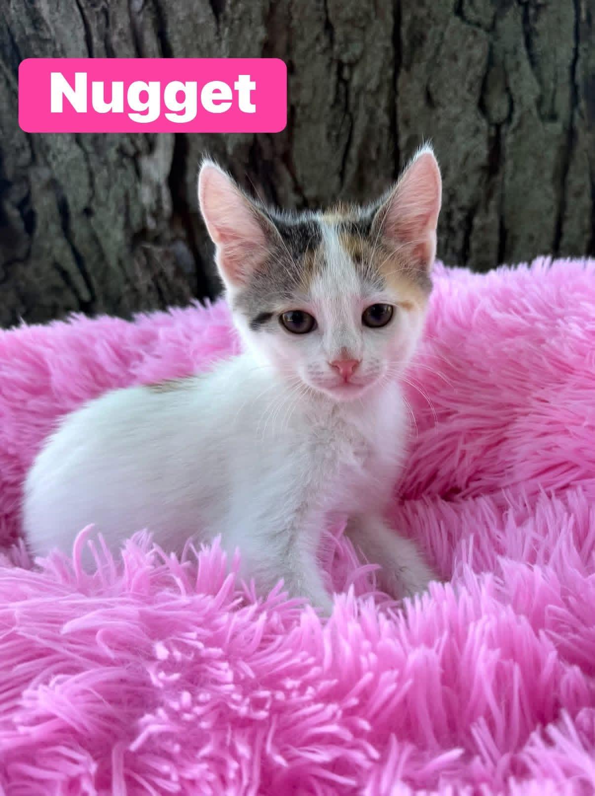 Nugget, Adoptable, Kitten Female Calico.