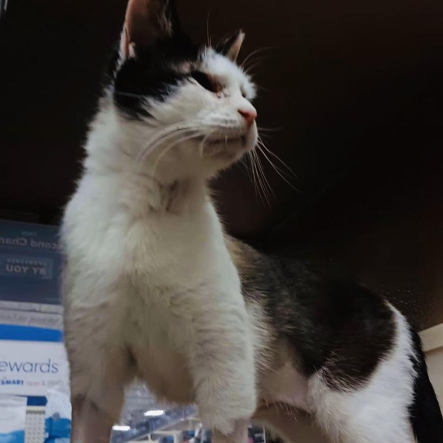 Twinkle, Adoptable, Senior Female Domestic Short Hair.