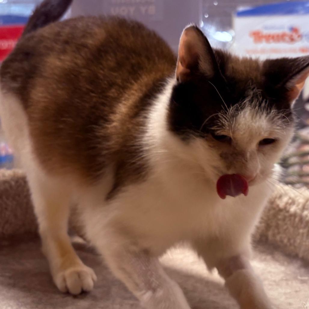 Enlarge Twinkle, a Adoptable Domestic Short Hair in Marietta, GA image 2/4