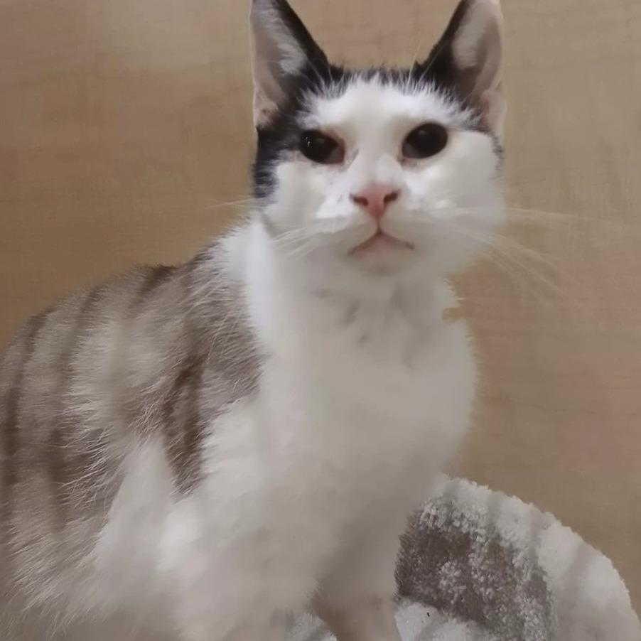 Enlarge Twinkle, a Adoptable Domestic Short Hair in Marietta, GA image 4/4