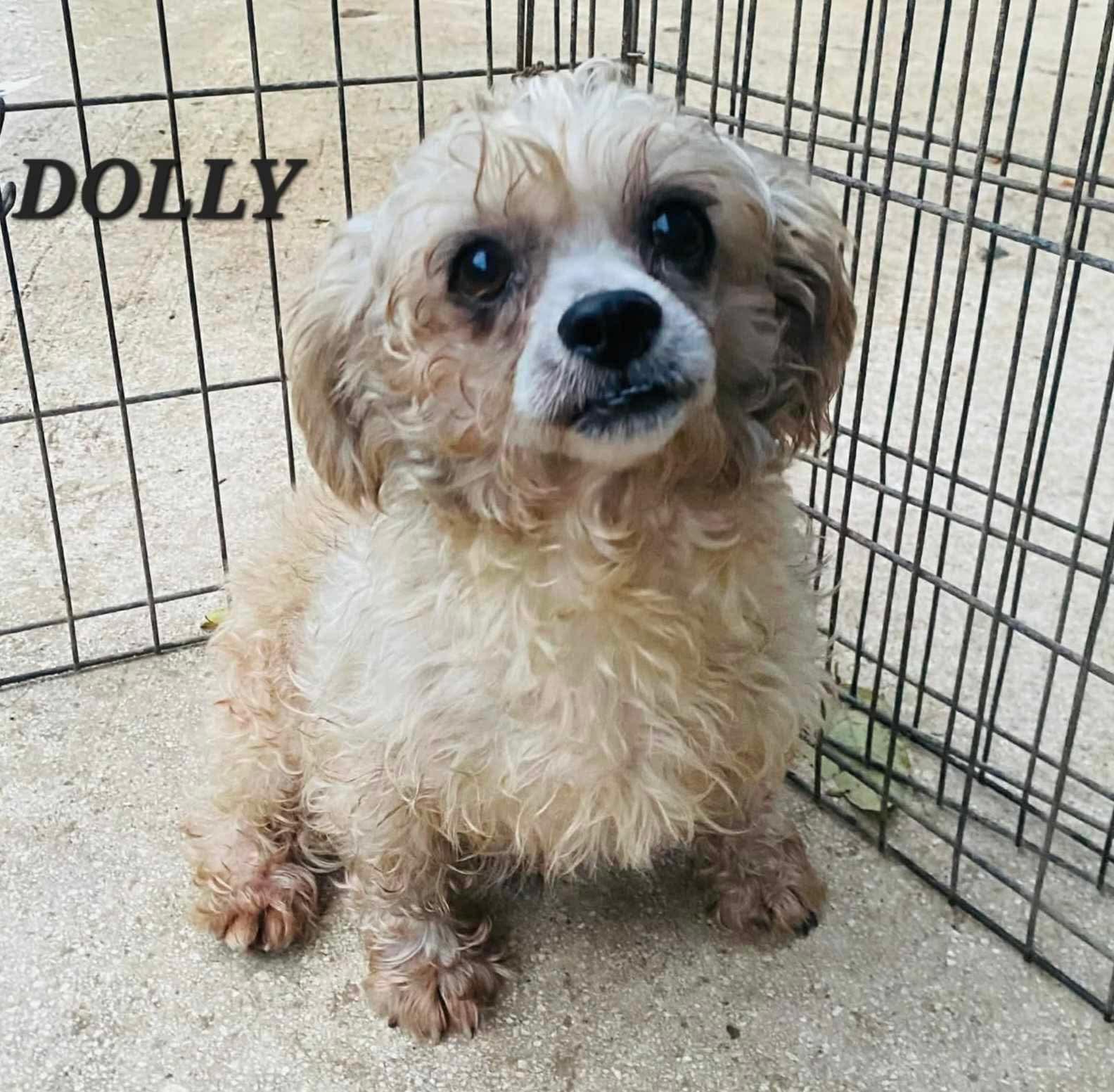 Dolly, ADOPTABLE, Adult Female Maltese & Poodle.