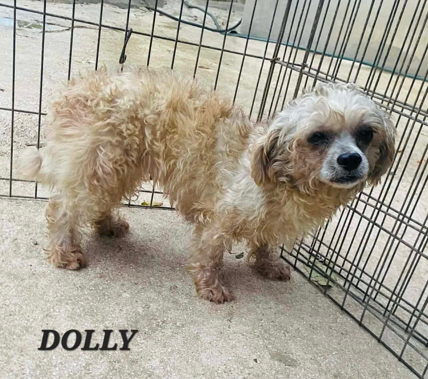 Dolly, a ADOPTABLE mixed breed in Milford, NH image 2/6