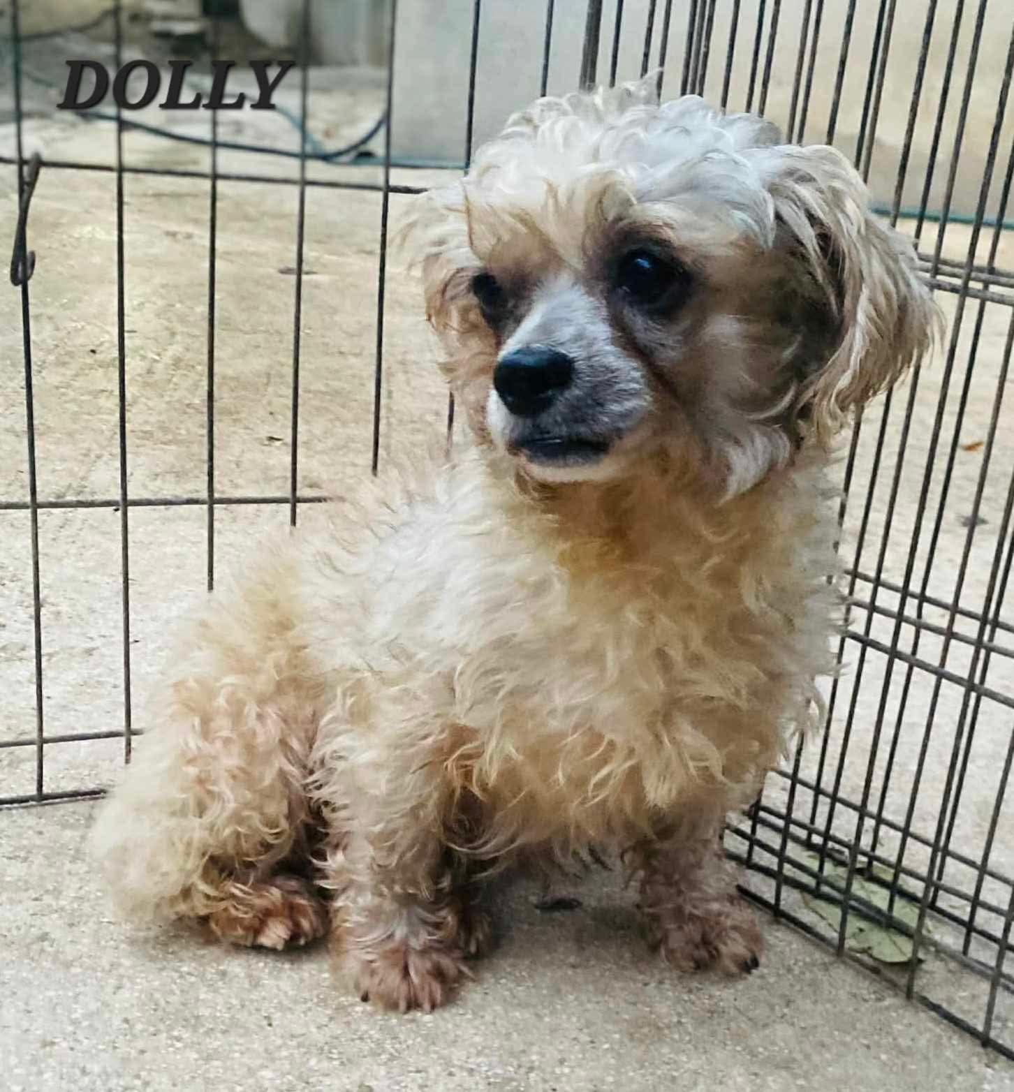 Dolly, a ADOPTABLE mixed breed in Milford, NH image 3/6
