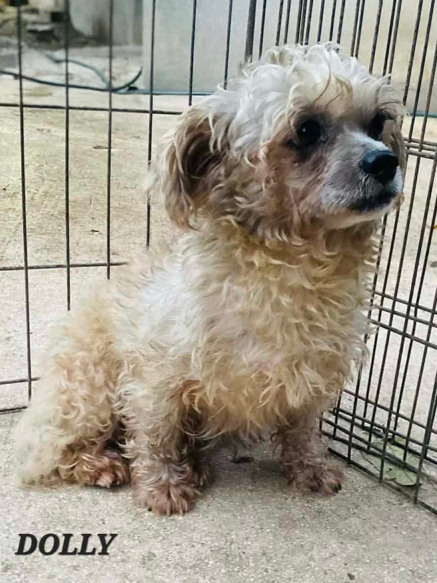 Dolly, a ADOPTABLE mixed breed in Milford, NH image 4/6