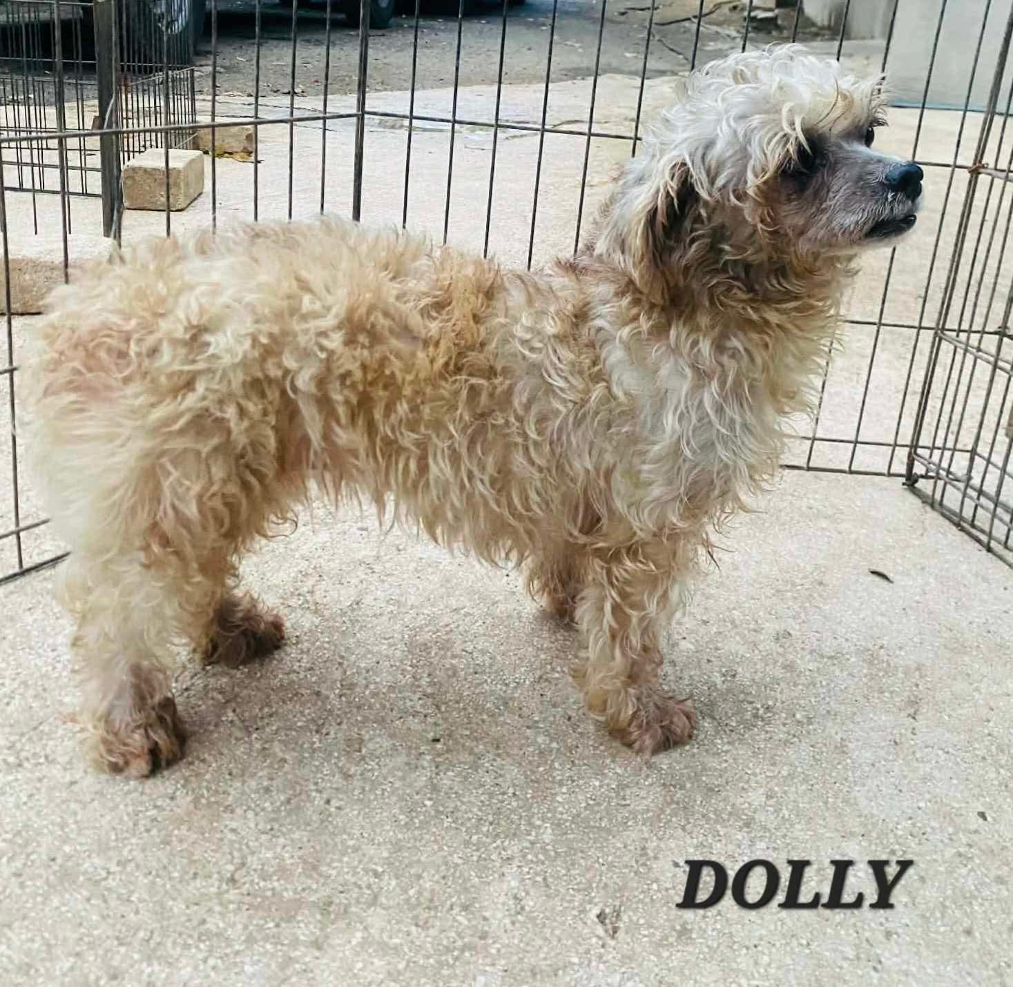 Dolly, a ADOPTABLE mixed breed in Milford, NH image 5/6