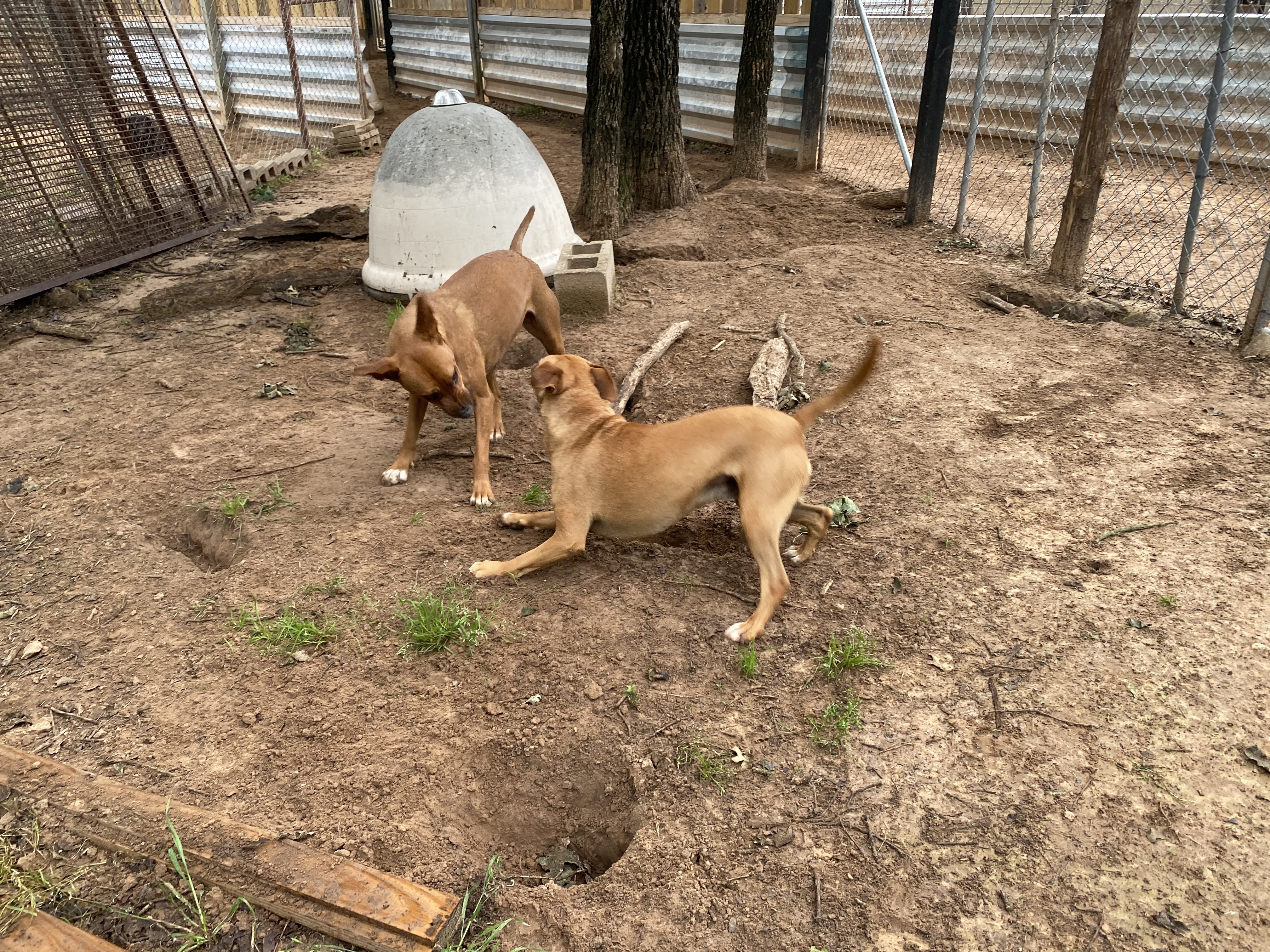 Murphy, a Adoptable mixed breed in Paradise, TX image 2/4