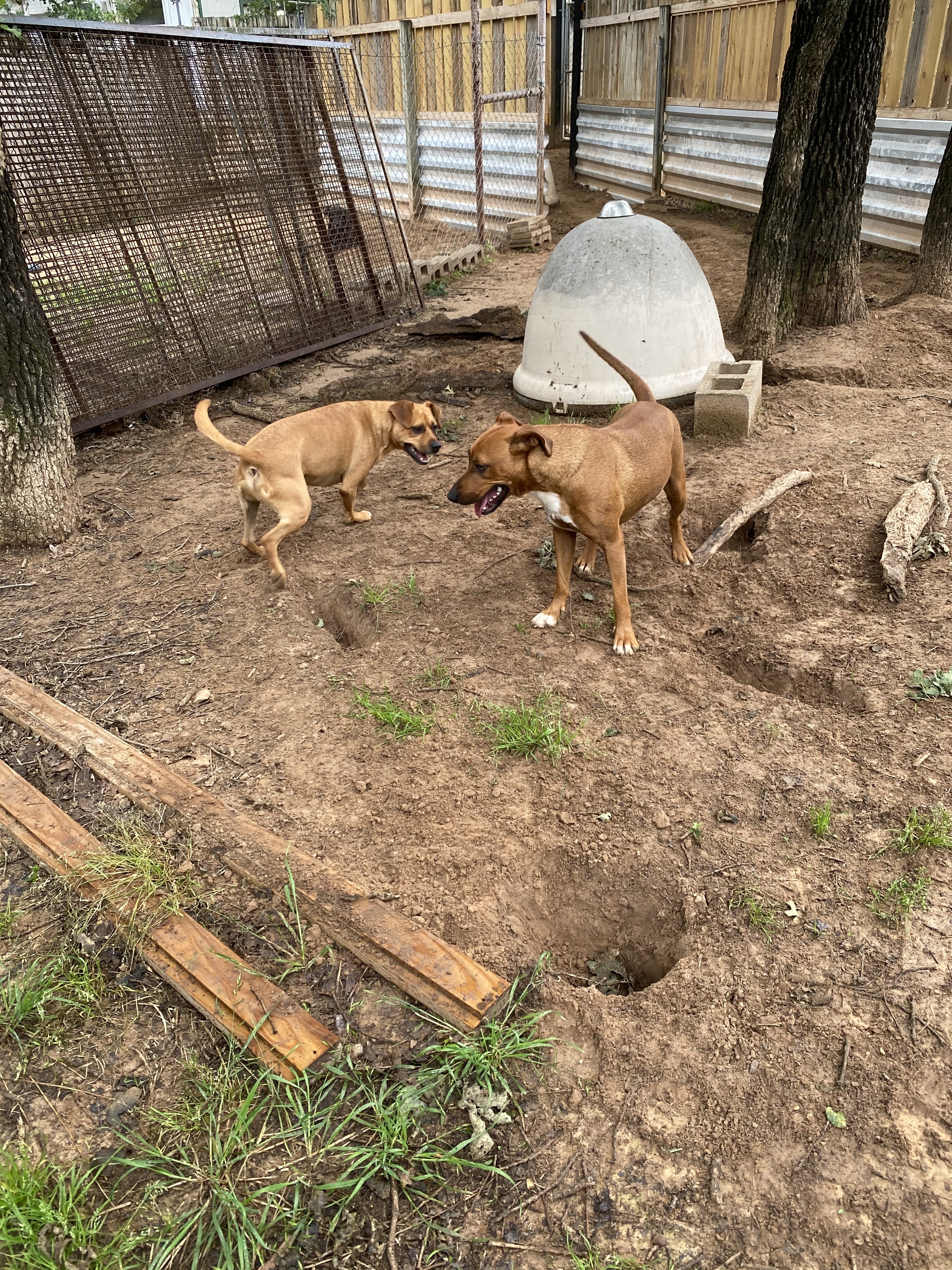 Murphy, a Adoptable mixed breed in Paradise, TX image 3/4