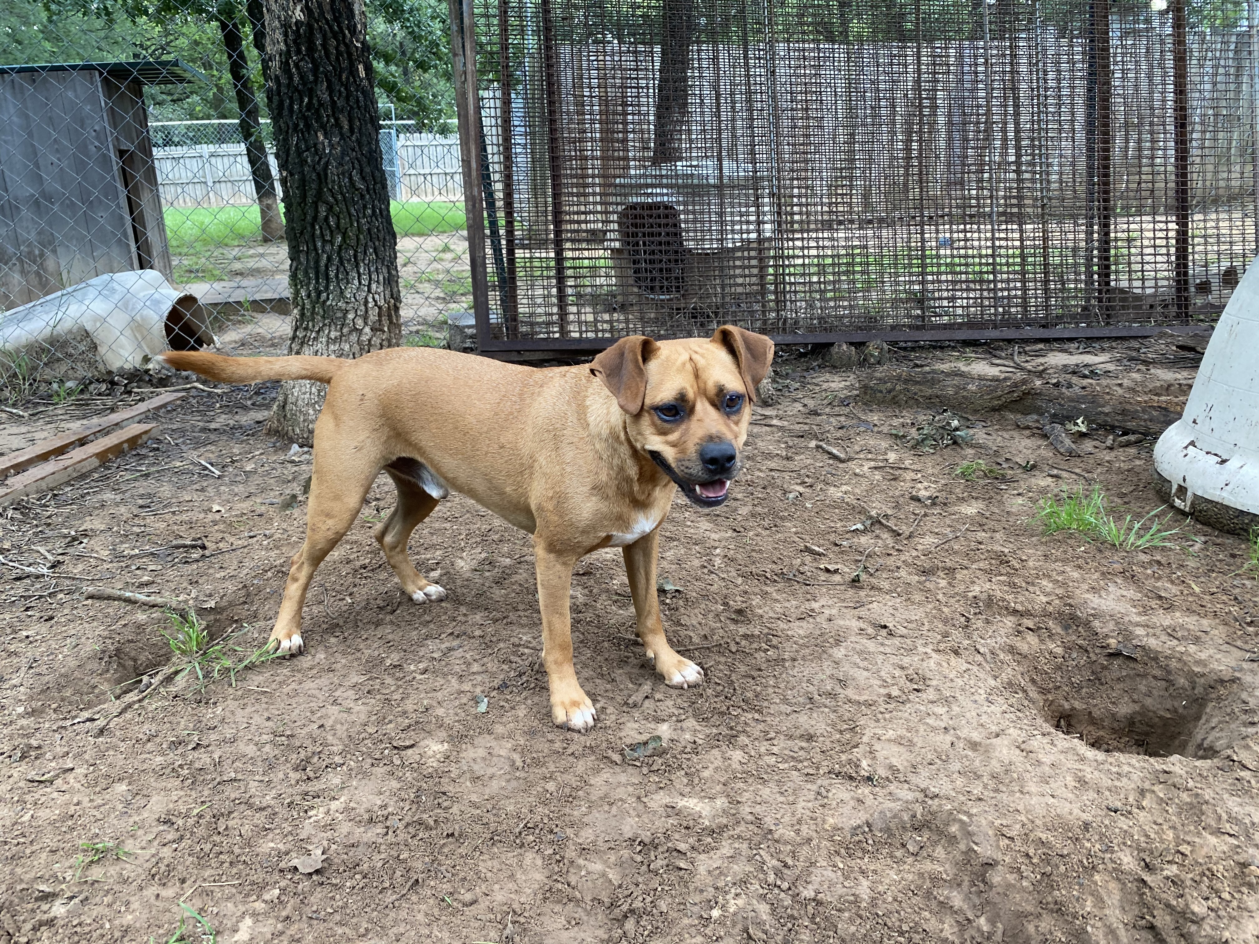 Murphy, a Adoptable mixed breed in Paradise, TX image 4/4