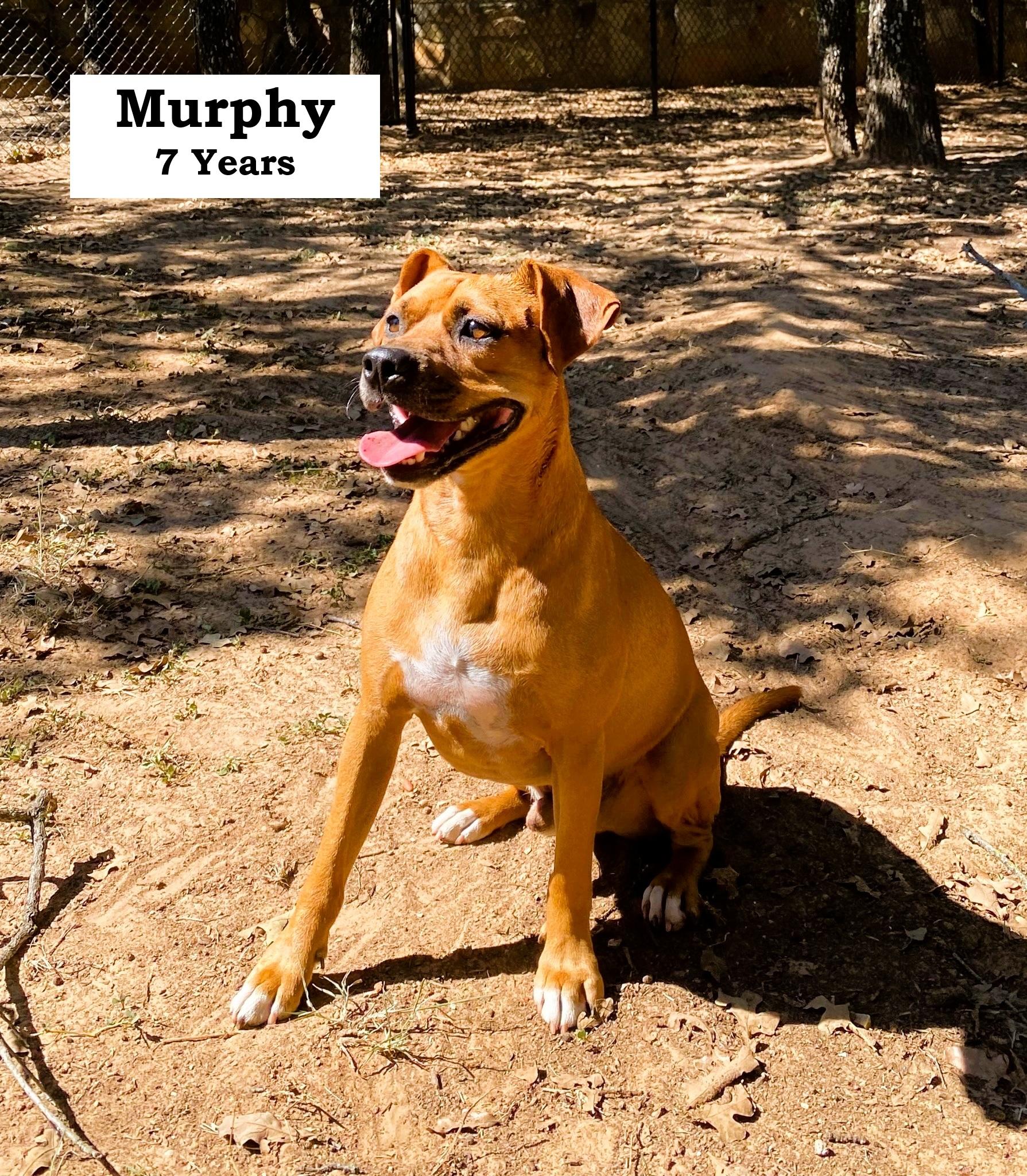 Murphy, a Adoptable mixed breed in Paradise, TX image 1/4