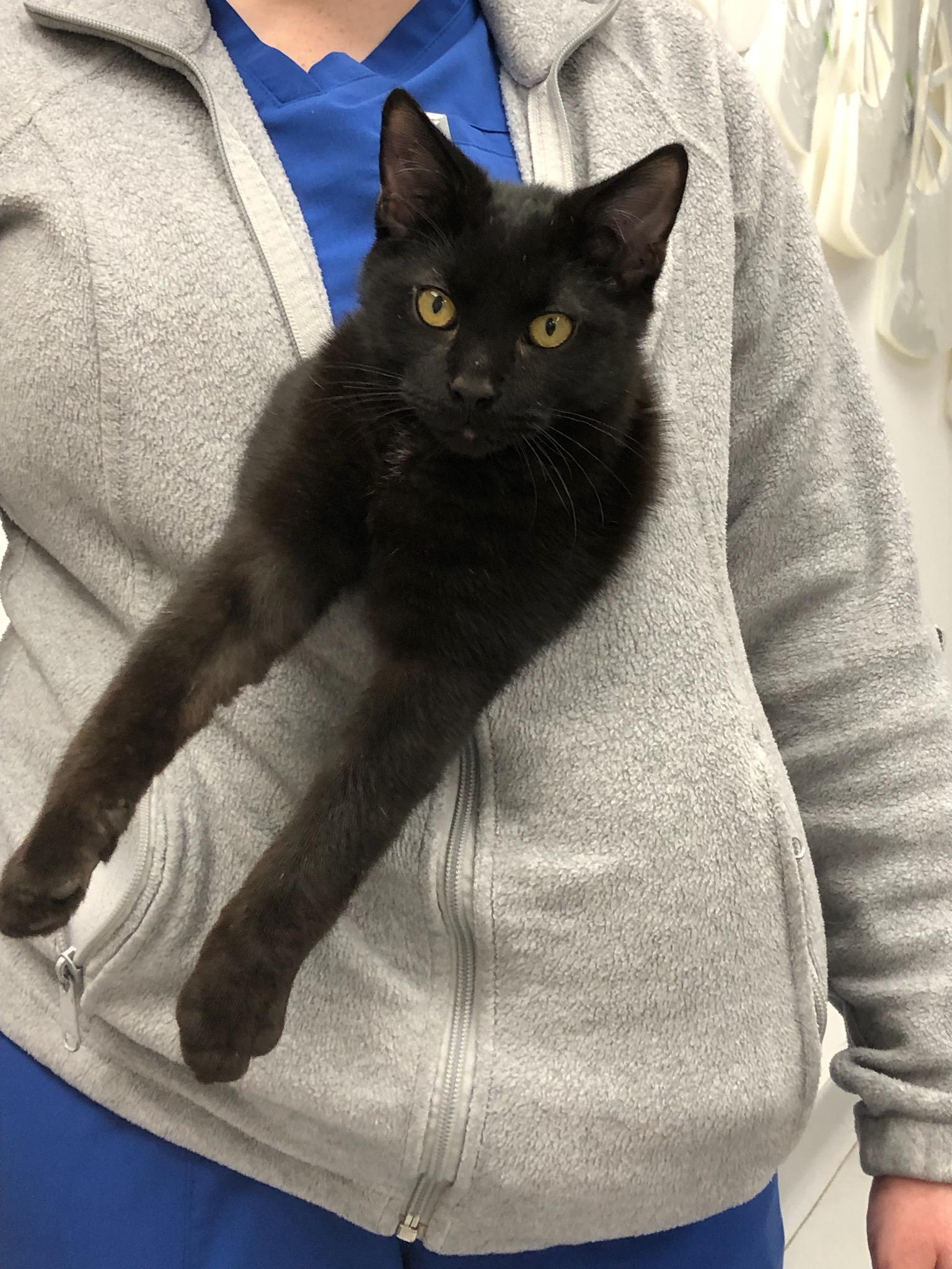 Student Loans, adoptable, Kitten Male Domestic Short Hair.