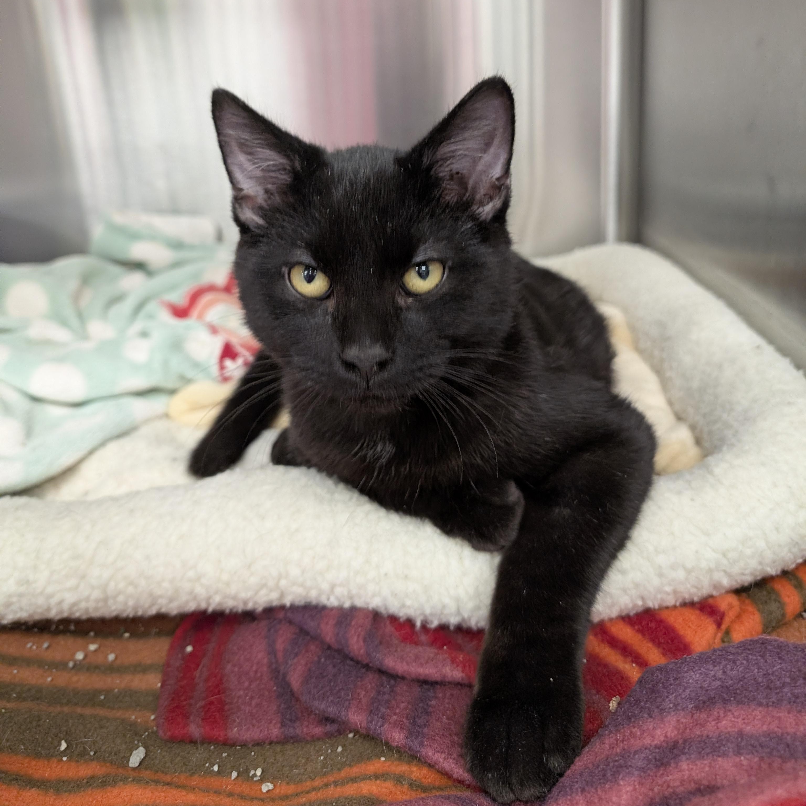 Student Loans, an adoptable Domestic Short Hair in Madison, WI image 1/5